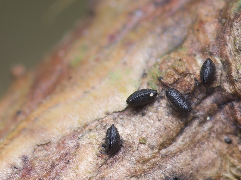 Lophium mytilinum